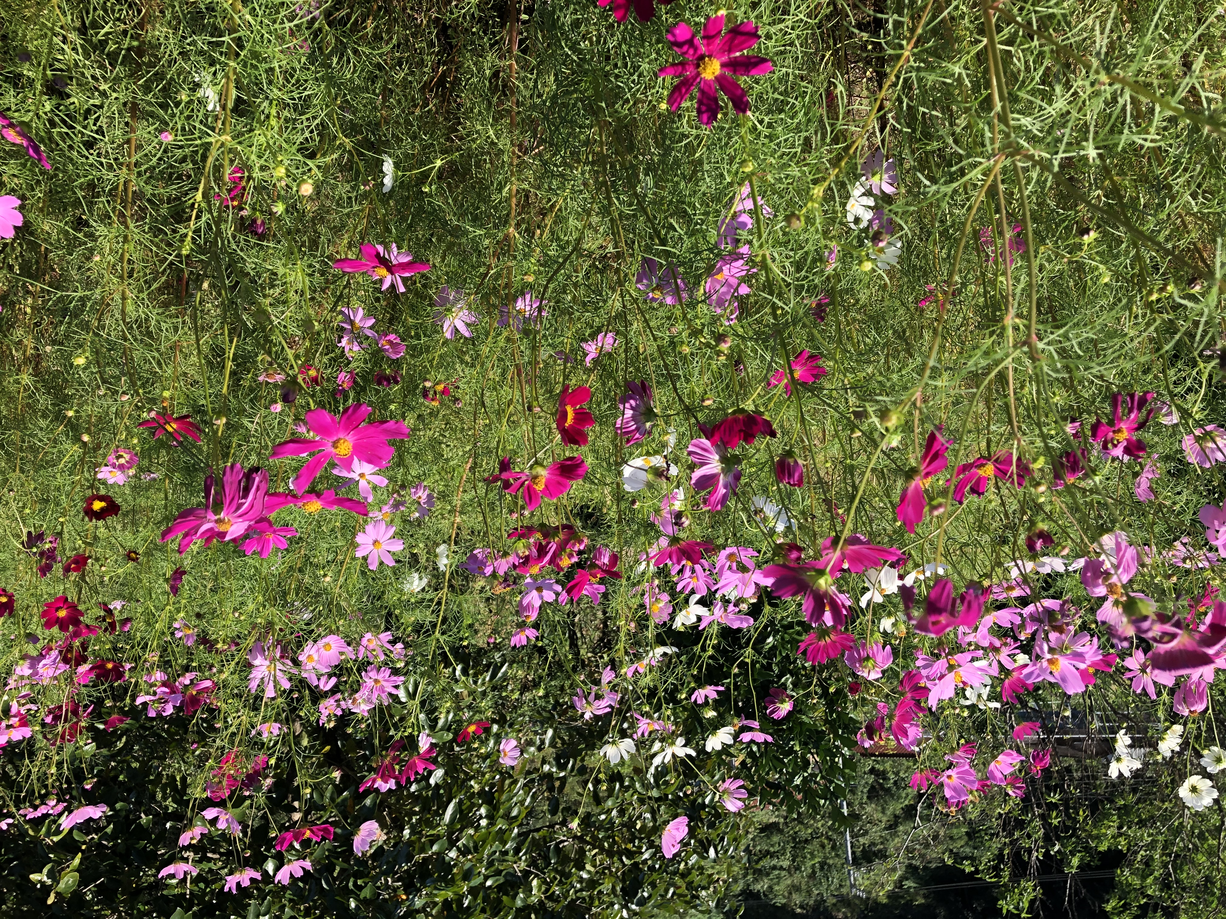 Fase 3 — Primavera